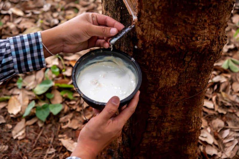 Natural Rubber Latex: The Secret Behind Your Everyday Gloves