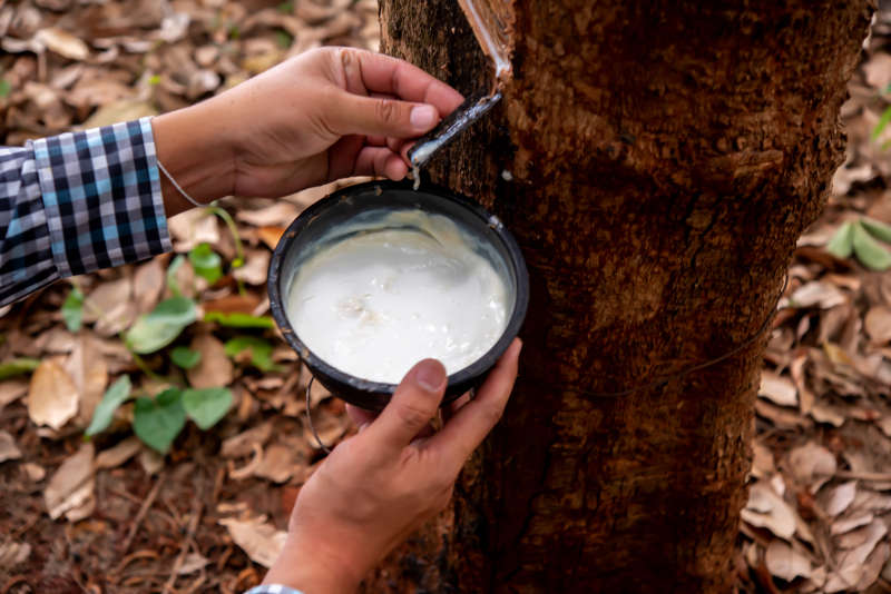 Collecting sap from a rubber tree